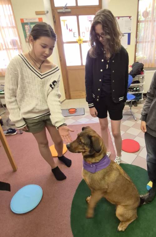 Therapiehund_1_original